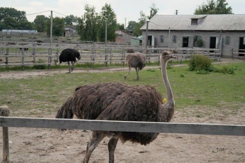 У всіх інших випадках, розведення страусів в домашніх умовах може стати стабільним джерелом отримання доходів